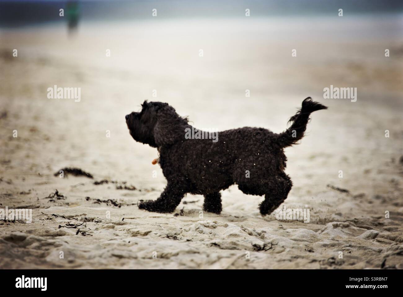 Cockapoo giorno che corre su una spiaggia di sabbia, Regno Unito - Immagine stock catturata con smartphone