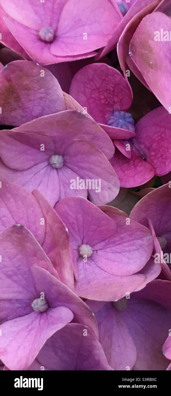 Hydrangea pianta con petali rosa primo piano - Immagine stock catturata con smartphone