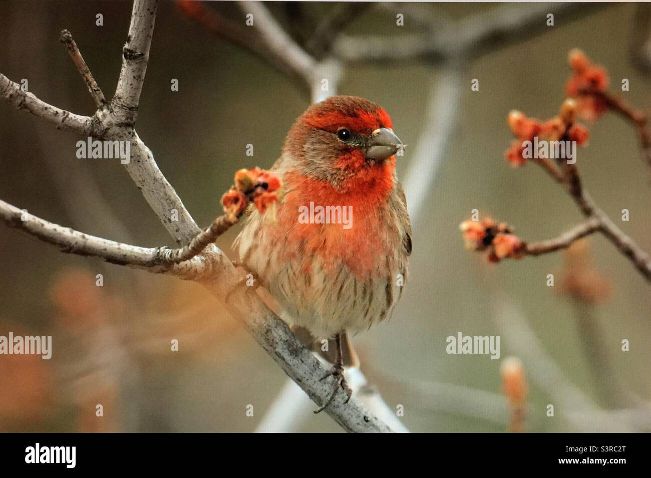 Finch della casa, fotographia dell'uccello, birder, birdwatching, fotographia del cortile, Nord America, uccelli, fauna selvatica. Finch casa, inizio primavera Foto Stock