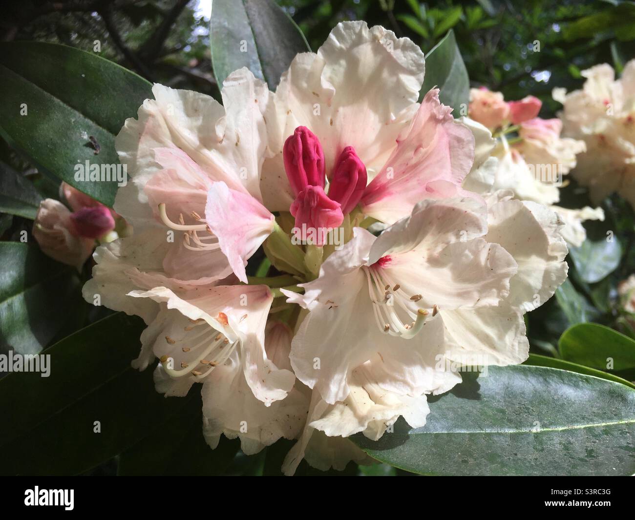 Fiore, bellezza, flamboyant, rosa, crema, bianco, morbido, energia, felicità, pace, bellezza Foto Stock