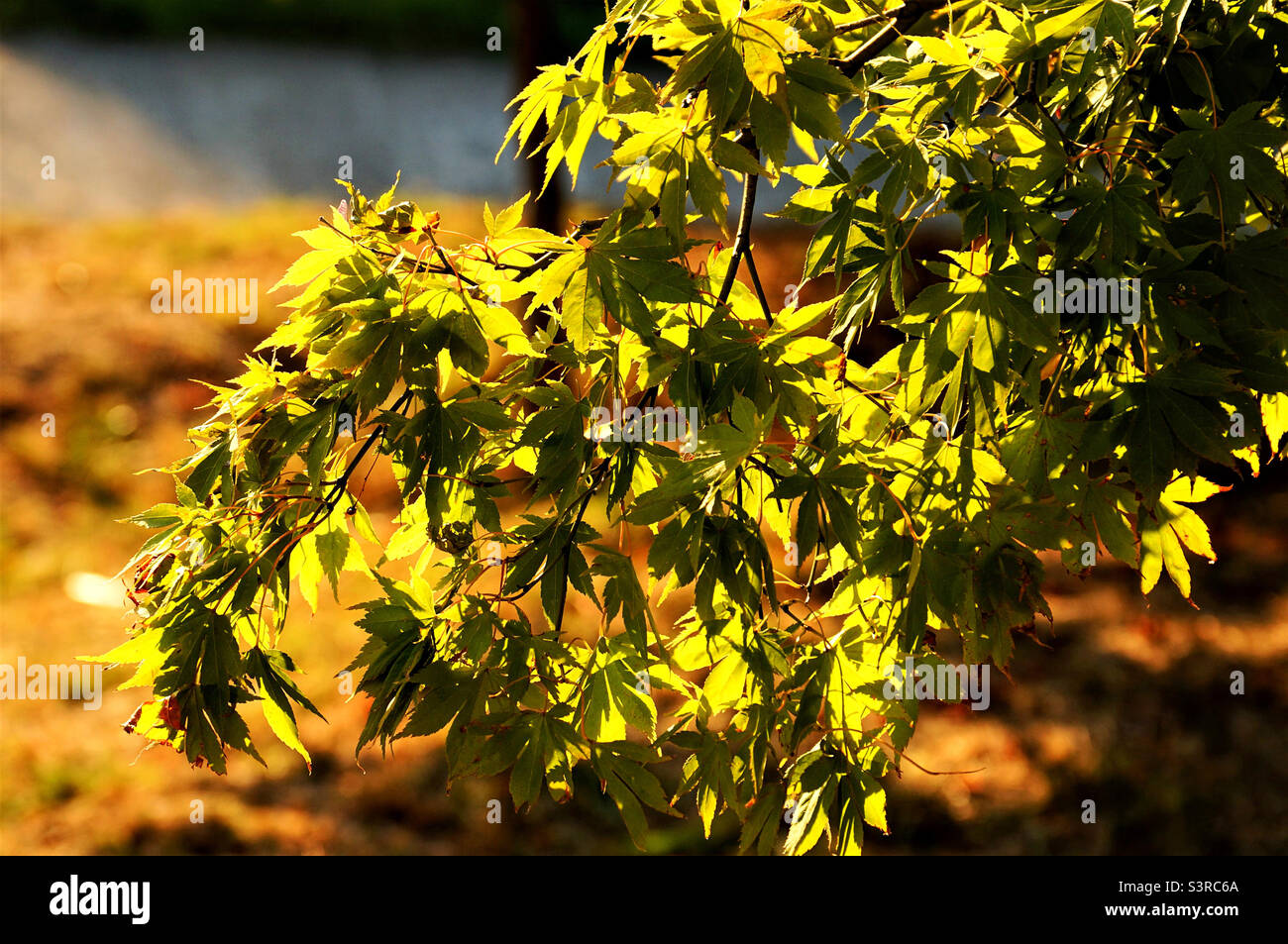ramo di albero con foglie autunnali alla luce del sole - Immagine stock catturata con smartphone