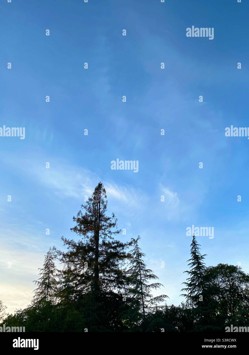Cielo blu con nuvole su alberi di sequoia Foto Stock
