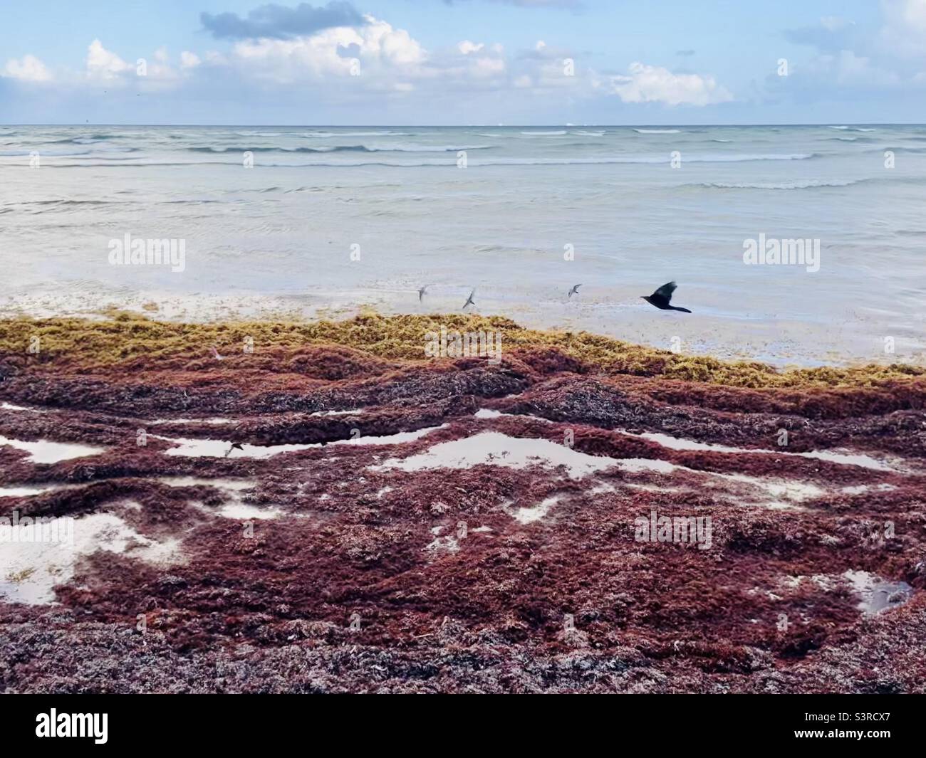Uccelli nelle alghe marine sulla costa di Playa del Carmen Messico Foto Stock