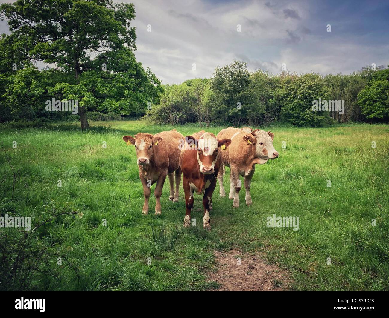 Un gruppo di tre bovini Hereford Cross in piedi in un campo con un albero di quercia. Foto Stock