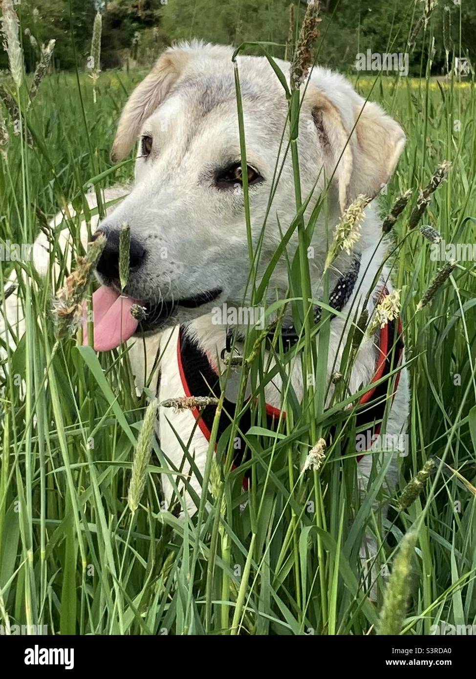 Cane carino nell'erba lunga che pungeva la sua lingua fuori Foto Stock