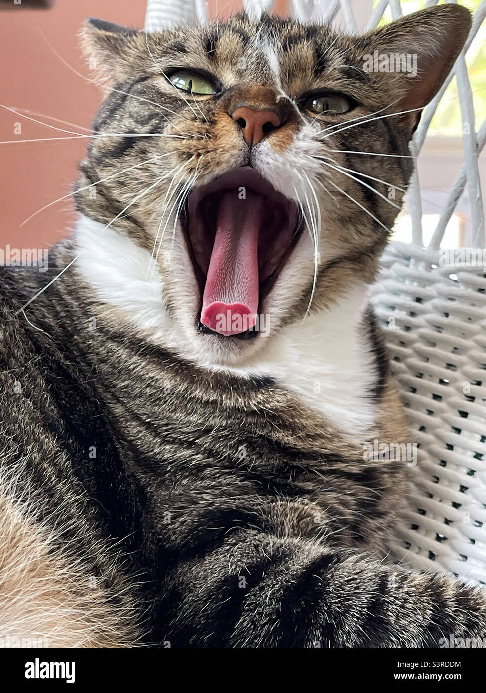 Basso con la bocca aperta immagini e fotografie stock ad alta