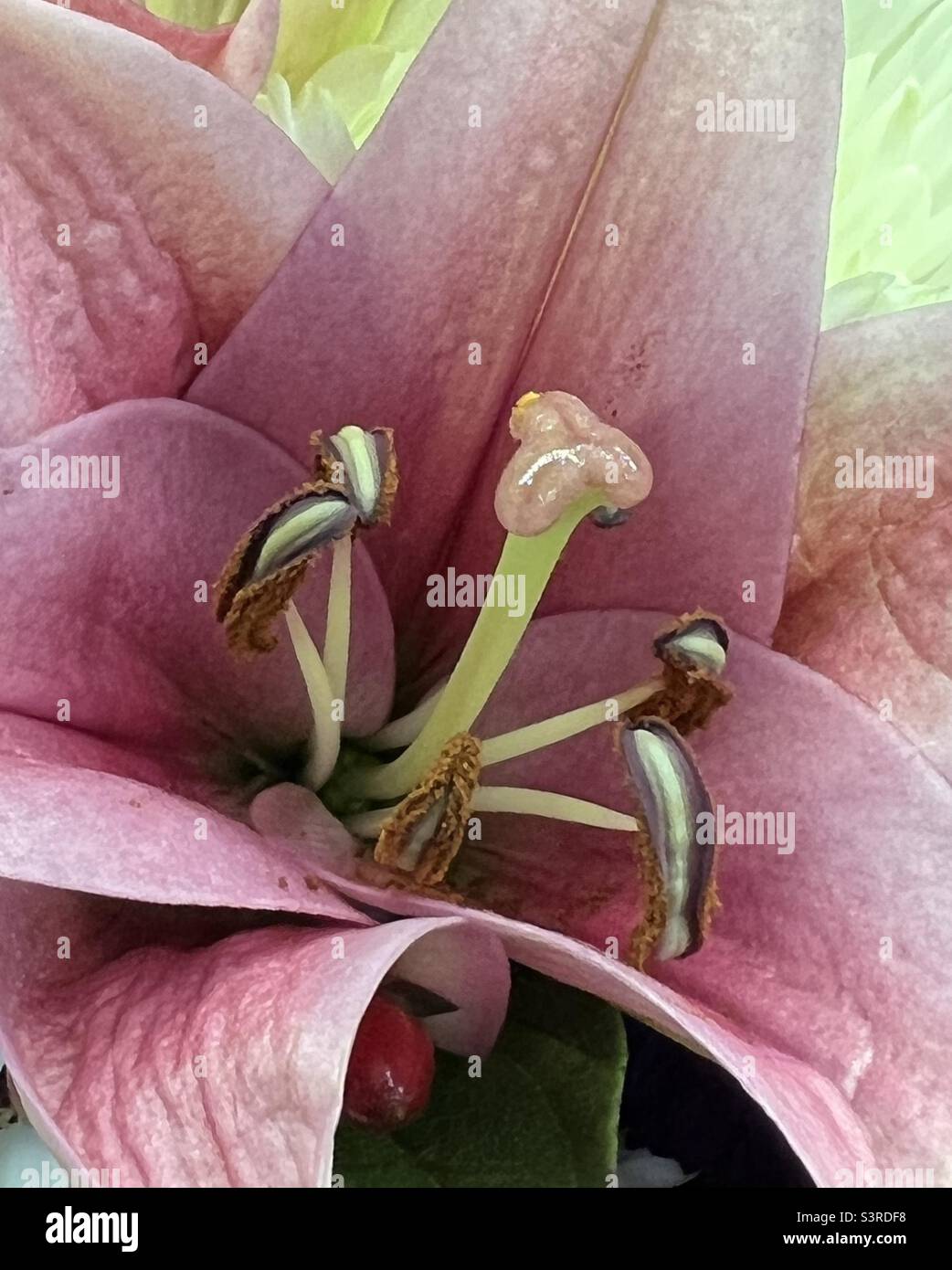 Macro del Giglio Foto Stock