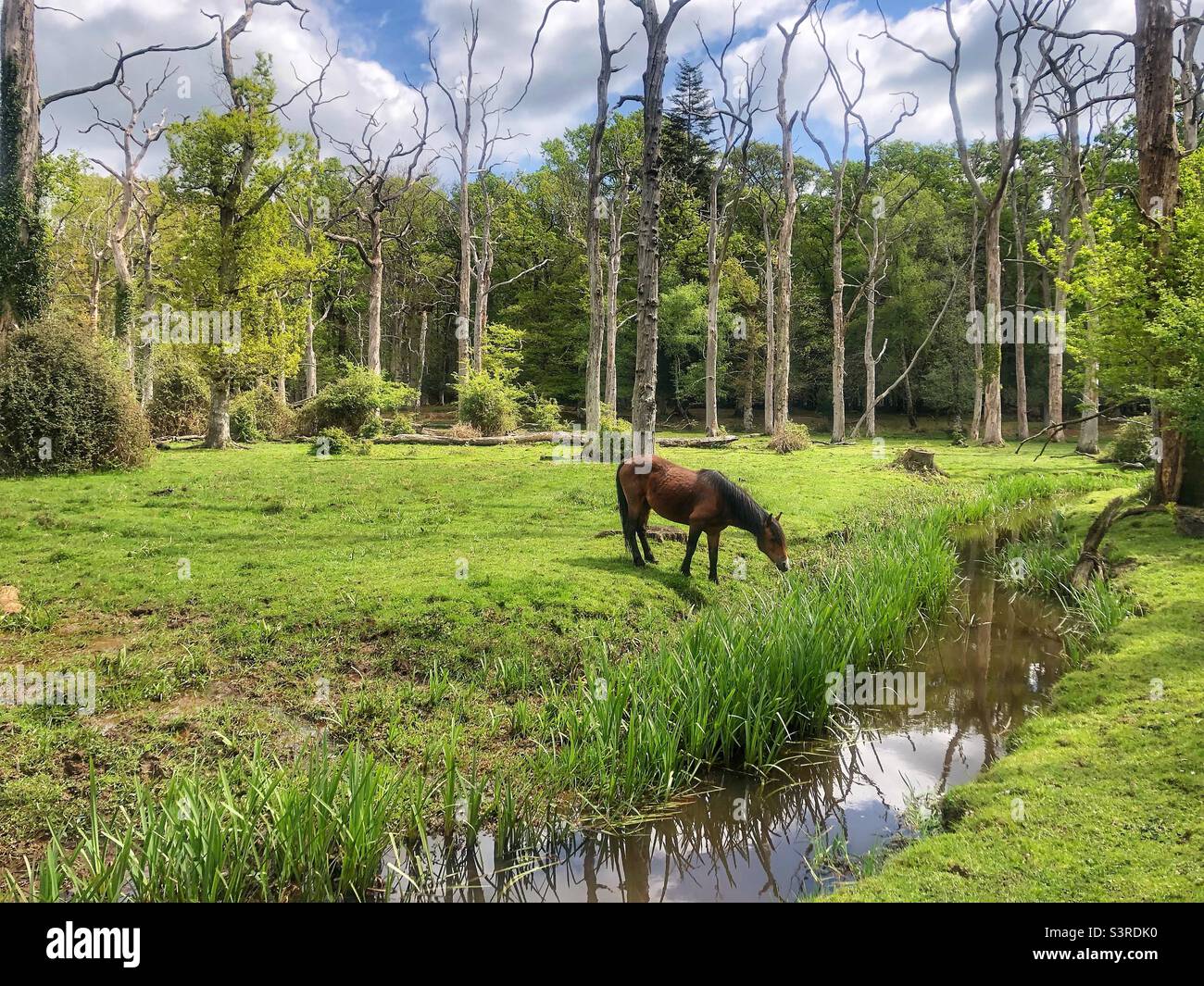 Pony pascolo su canne lungo il fiume nel Parco Nazionale della Foresta Nuova, primavera 2022 - Immagine stock catturata con smartphone