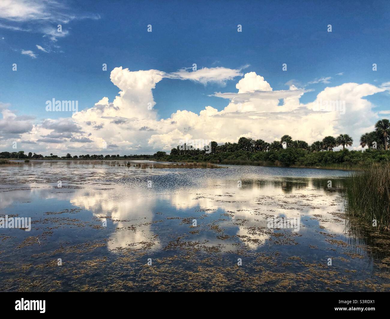 Palude di sale al St Marks National Wildlife Refuge, Florida Foto Stock