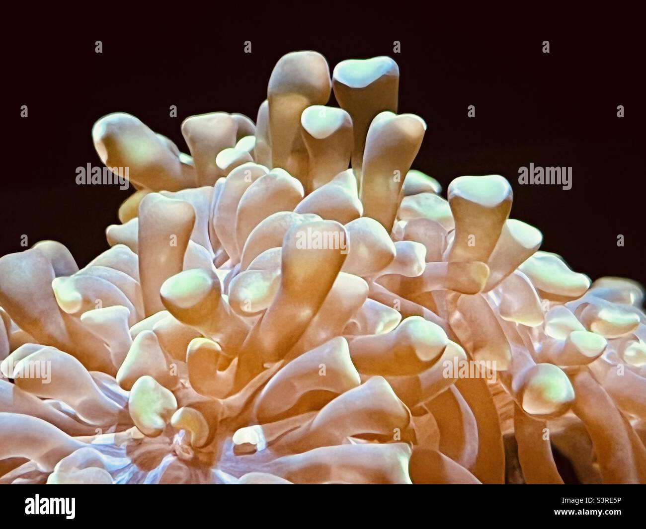 Hammer Coral è noto anche come Euphyllia Paraancora - Immagine stock catturata con smartphone