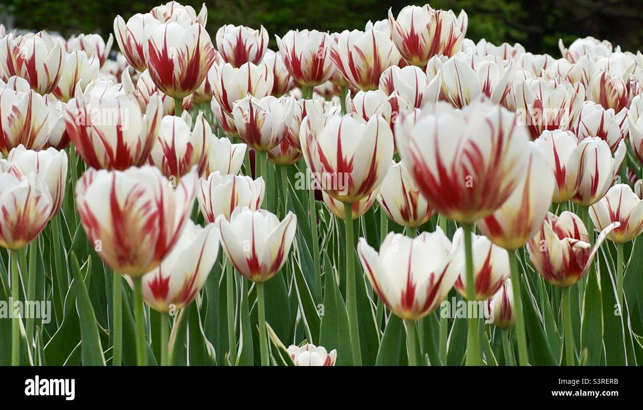 Il tulipano Grand Perfection fa la sua comparsa al Canadian Tulip Festival: È bianco puro con le fiamme rosse. Foto Stock