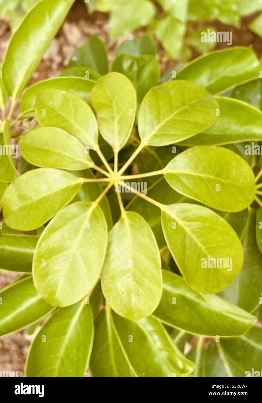 Posso respirare dove c'è il verde Foto Stock