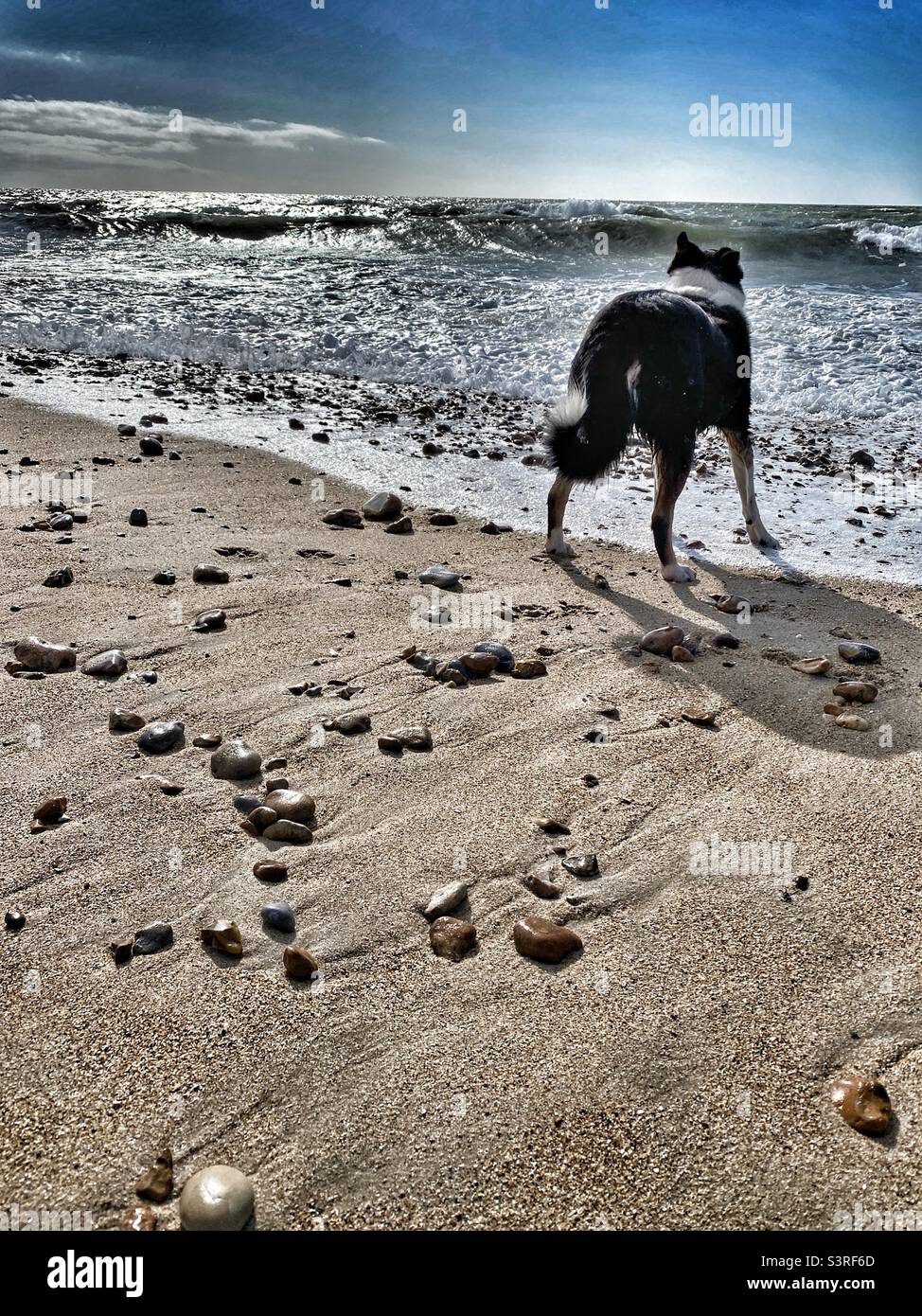 Collie cane su una spiaggia Foto Stock