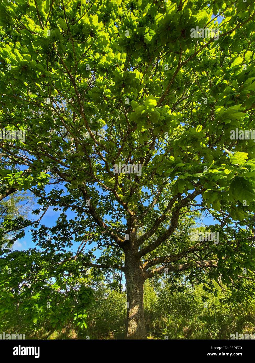 Un albero di quercia in primavera Foto Stock