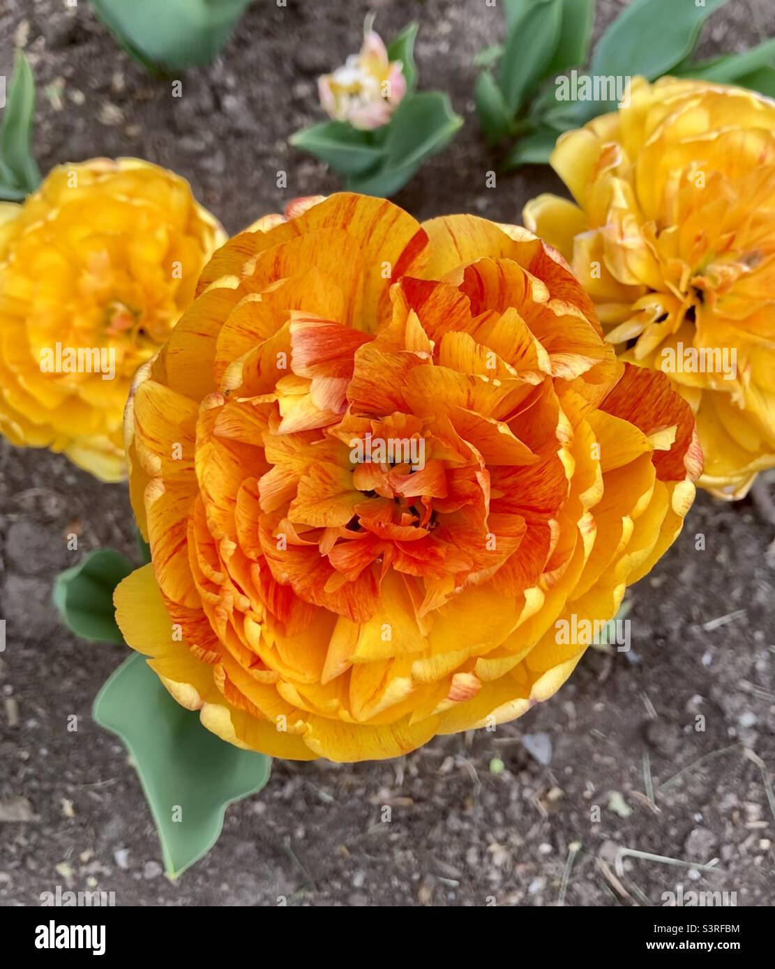 Il tulipano amante del sole è all'altezza del suo nome al Canadian Tulip Festival Foto Stock