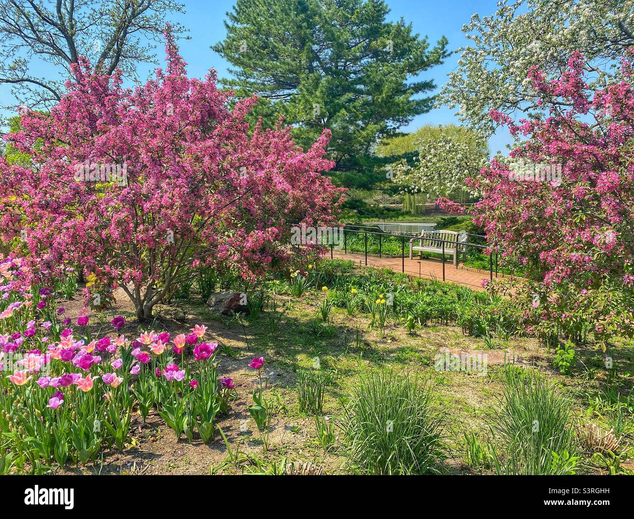 Splendidi colori primaverili su alberi e fiori in fiore Foto Stock