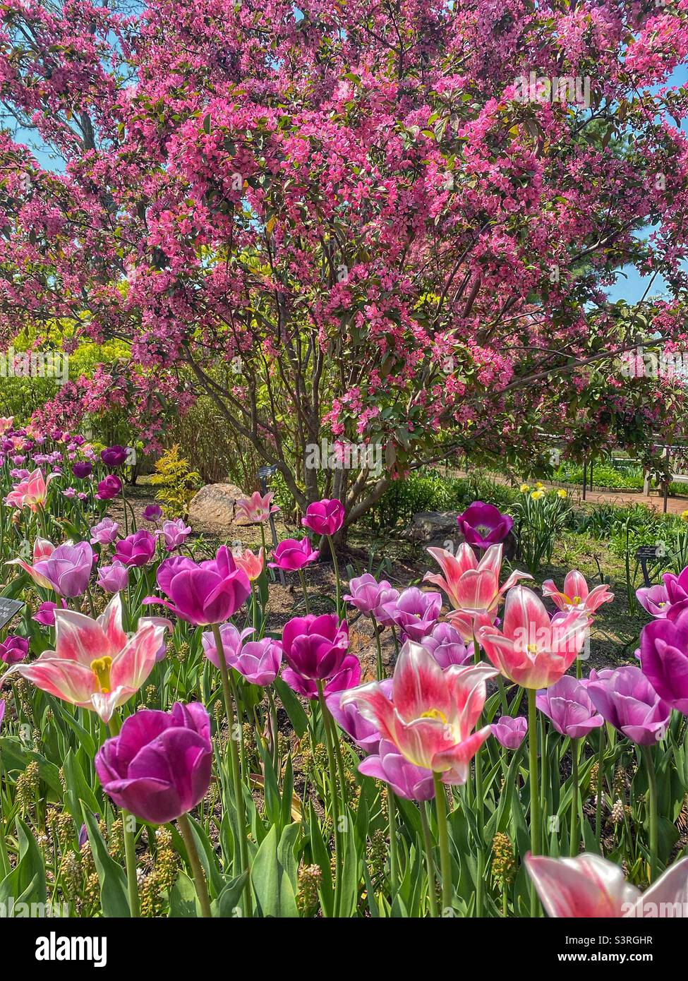 Splendidi colori primaverili su alberi fioriti e tulipani fioriti Foto Stock