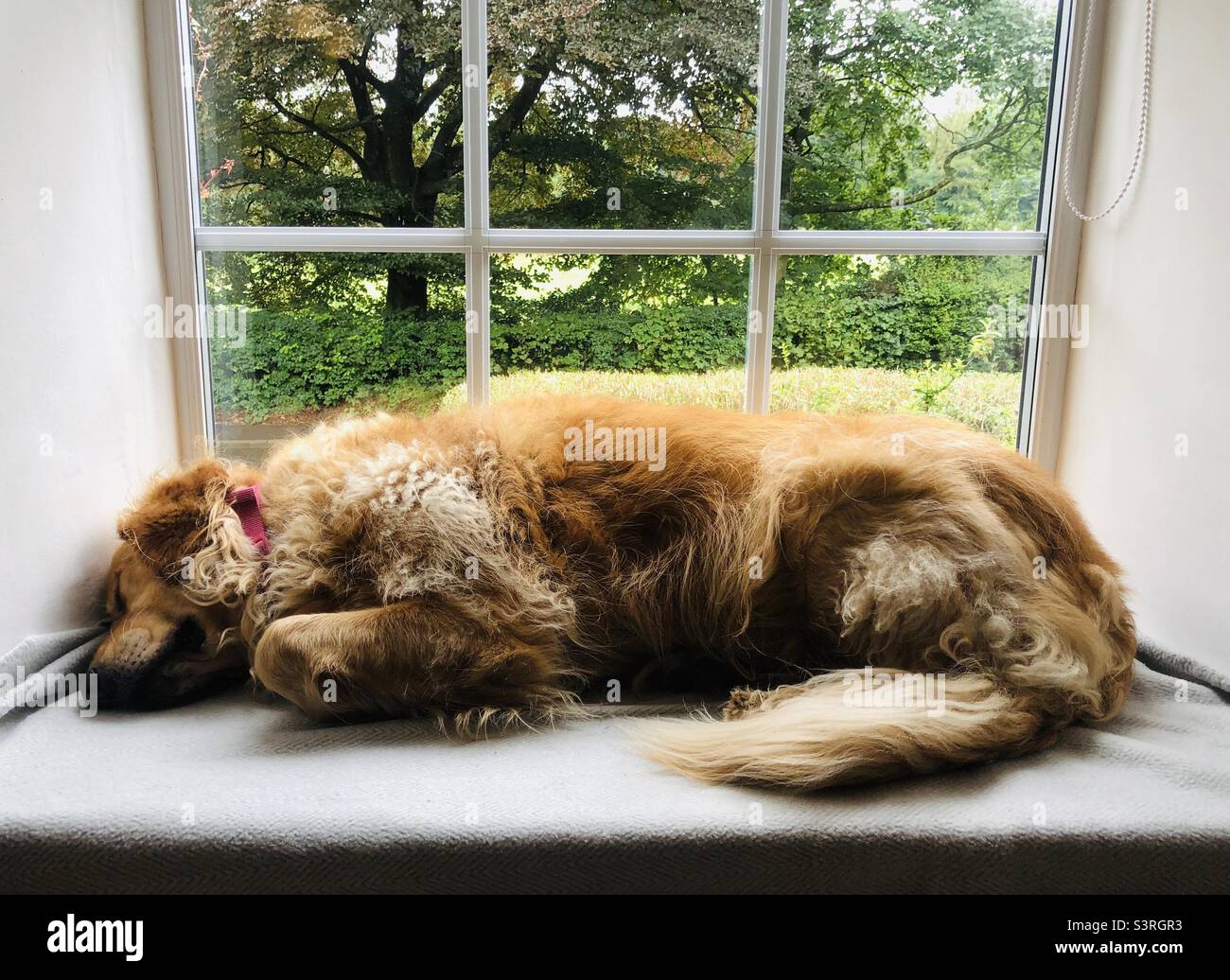 Golden Retriever, dormire Foto Stock