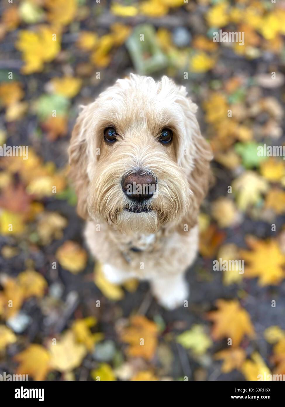 Golden Doodle cucciolo cane carino cani cucciolo occhi soffici cane felice PET Foto Stock