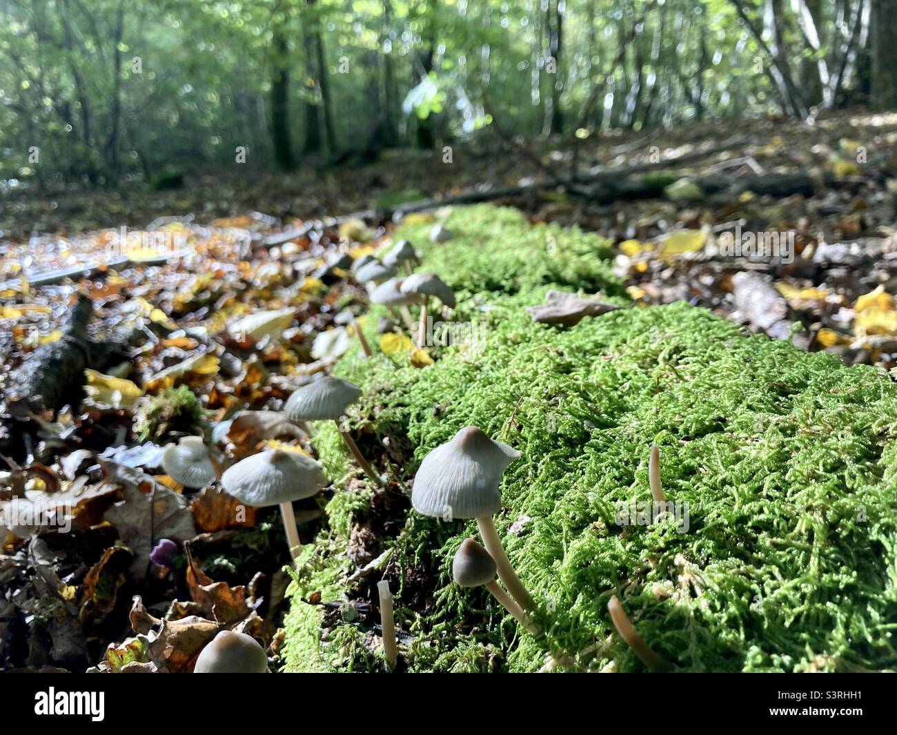 Funghi coltivati su muschio nel bosco britannico Foto Stock