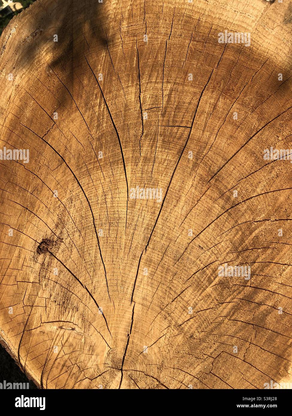 Primo piano su colpo di un legno tagliato di ceppo di albero - Immagine stock catturata con smartphone