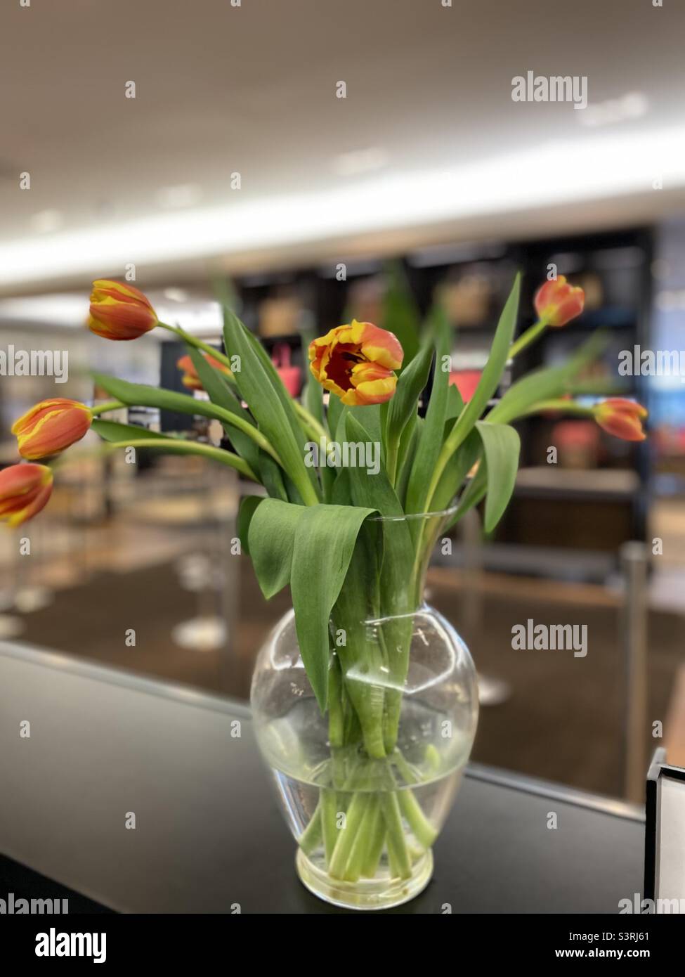 Tulipani primaverili in vaso chiaro. Foto Stock