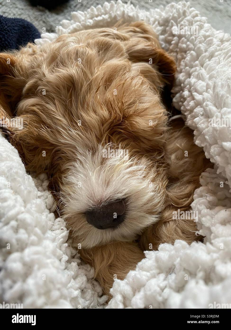 Dormire Puppy in soffice coperta Foto Stock
