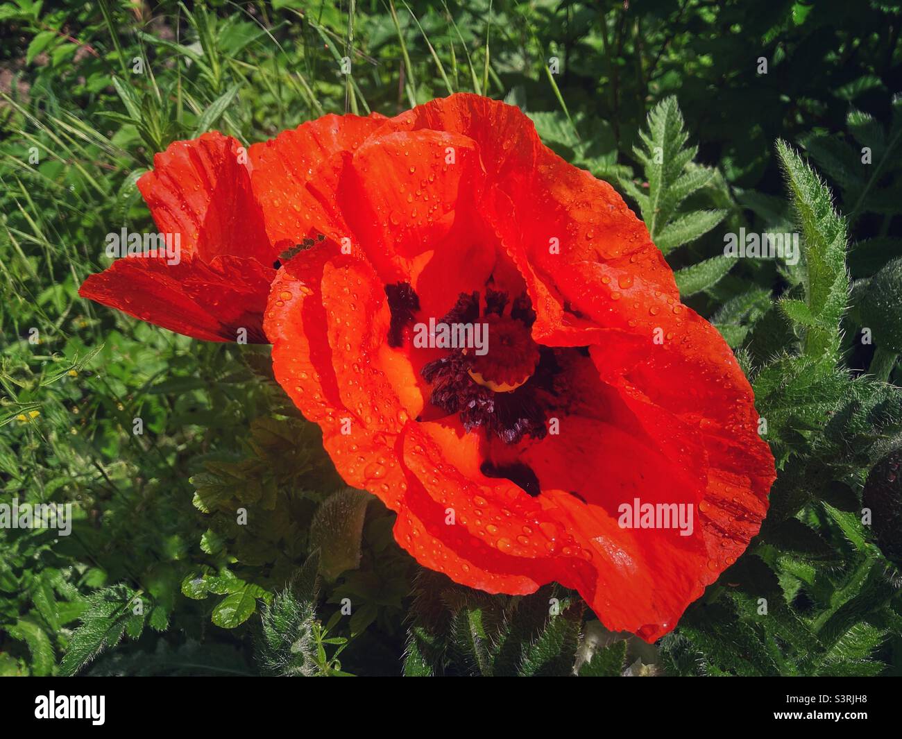 Papavero rosso brillante con gocce di pioggia Foto Stock