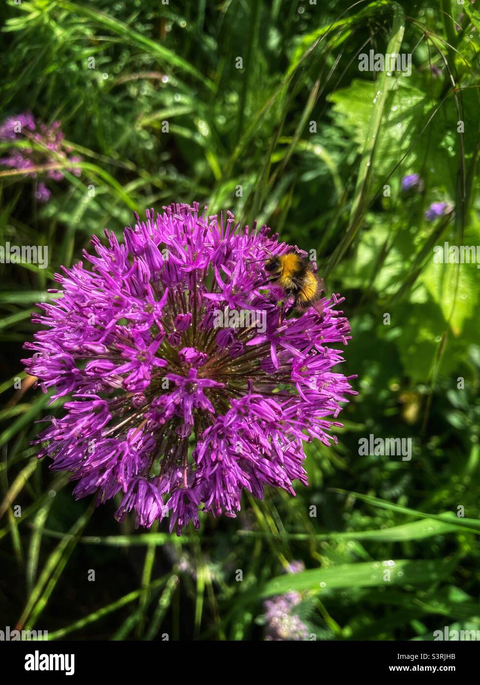 Fiore viola dell'allio con l'ape che alimenta Foto Stock