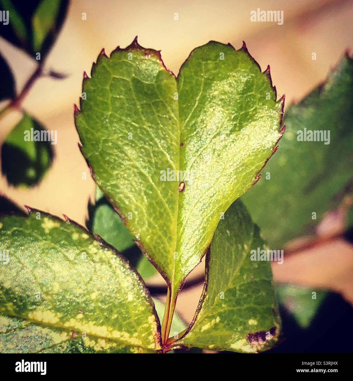 A forma di cuore leaf Foto Stock
