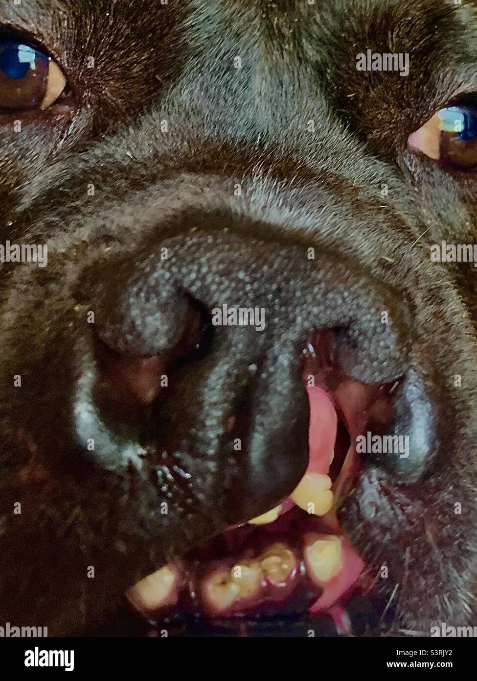 Primo piano grandi cani neri faccia con palato clepato - Immagine stock catturata con smartphone