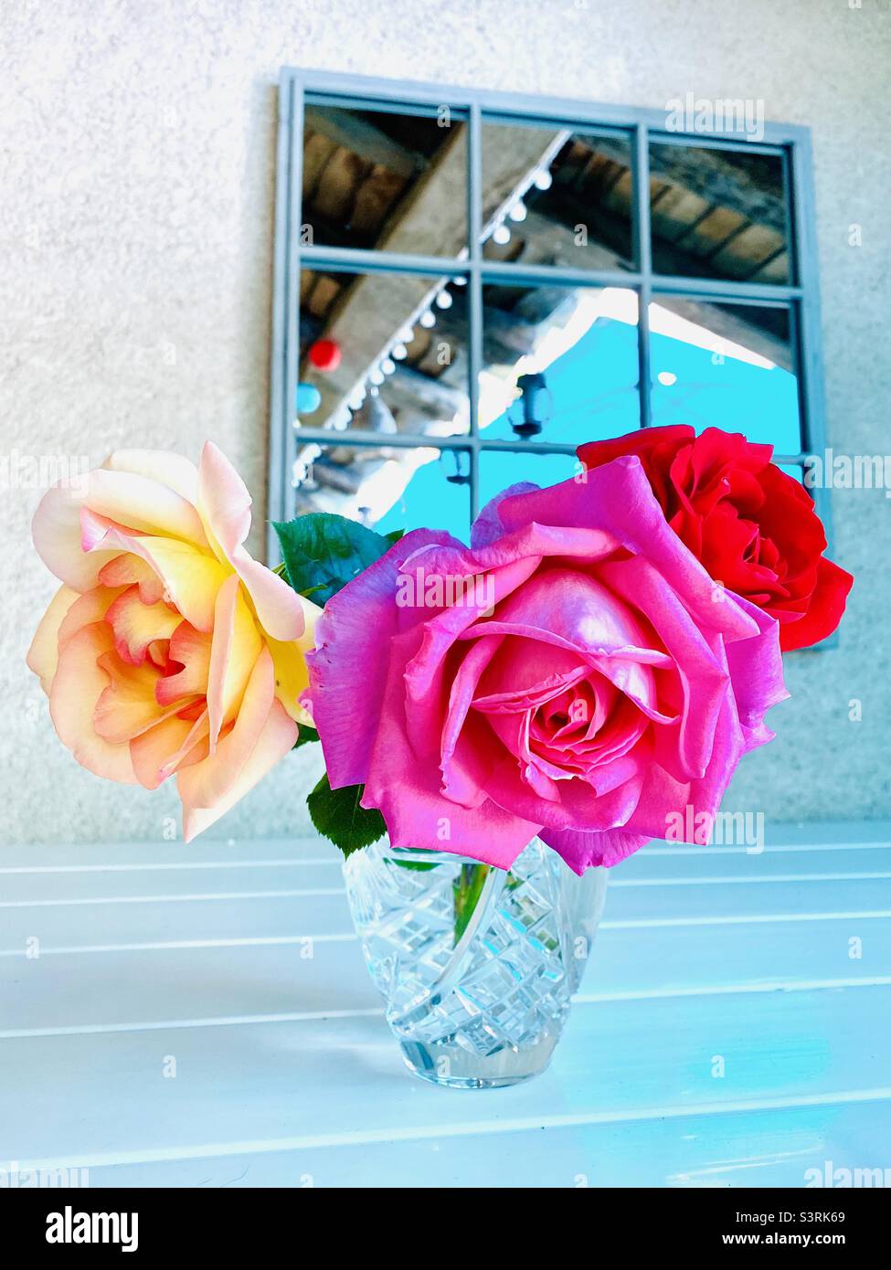 Rosa in vaso Foto Stock