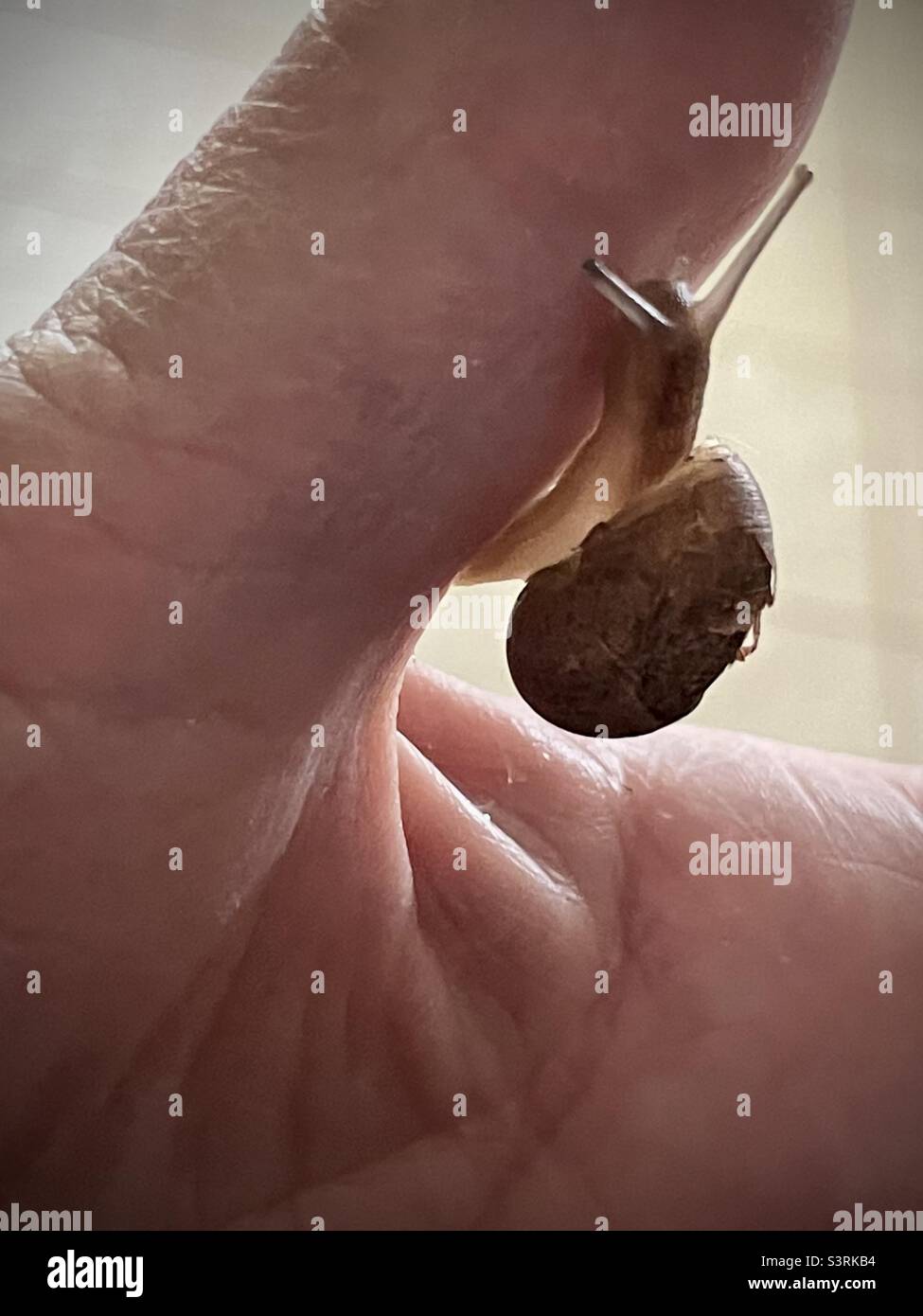 Un primo piano di una piccola chiocciola da giardino comune, Cornu aspersum, strisciando sul pollice della mano di una persona. Foto Stock