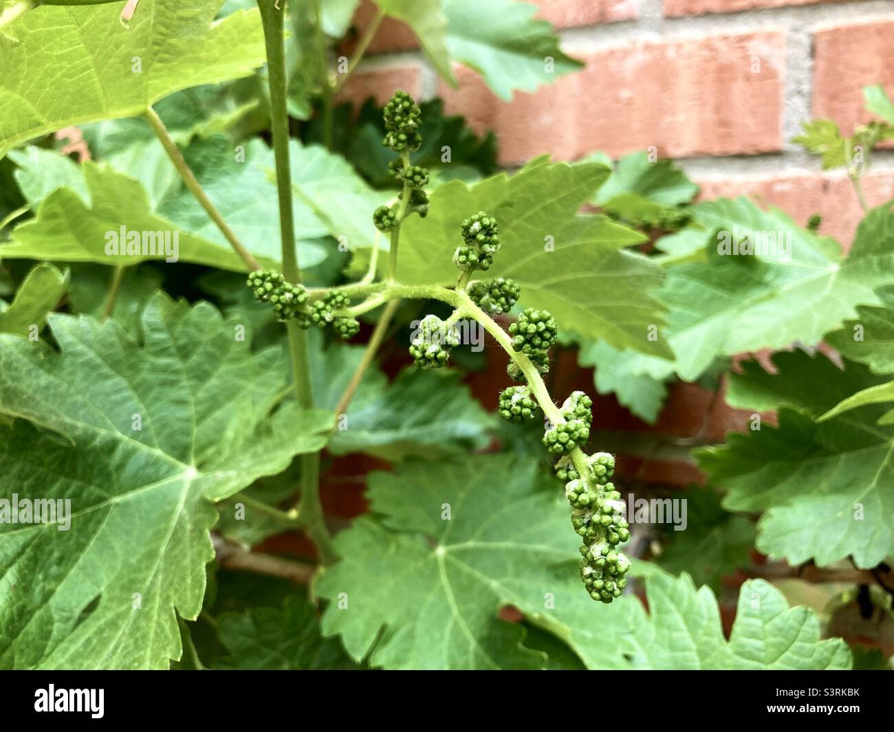Vitigno Vitis vinifera con la crescita precoce dell'uva primaverile - Immagine stock catturata con smartphone