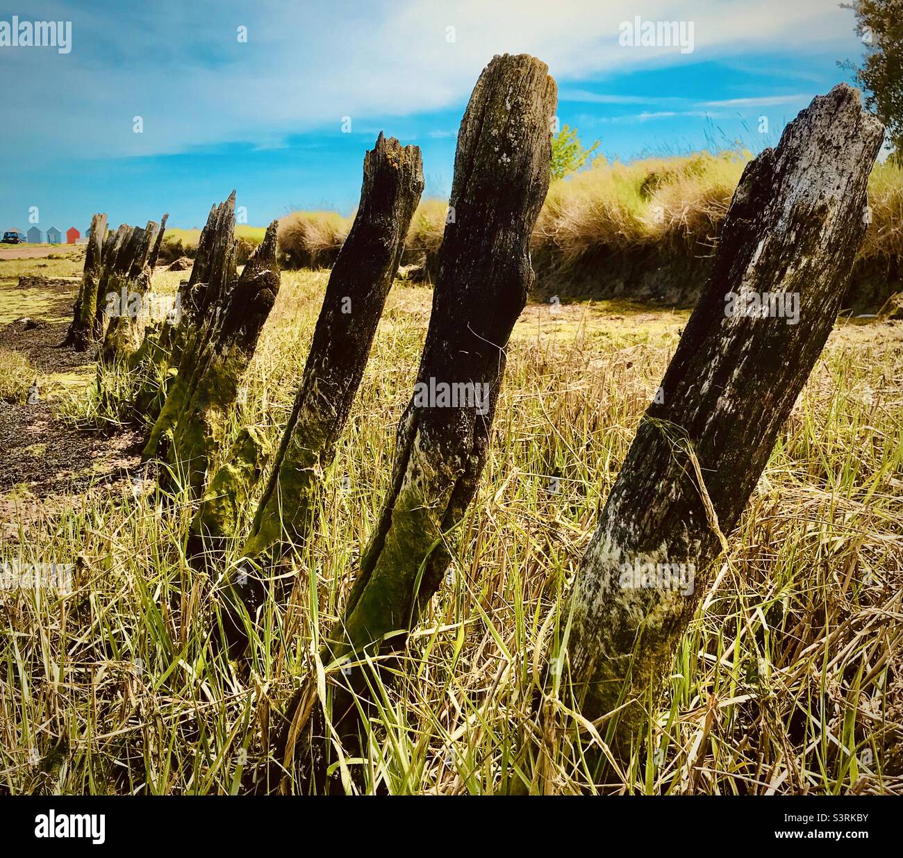 Pali di legno sulla linea costiera Foto Stock