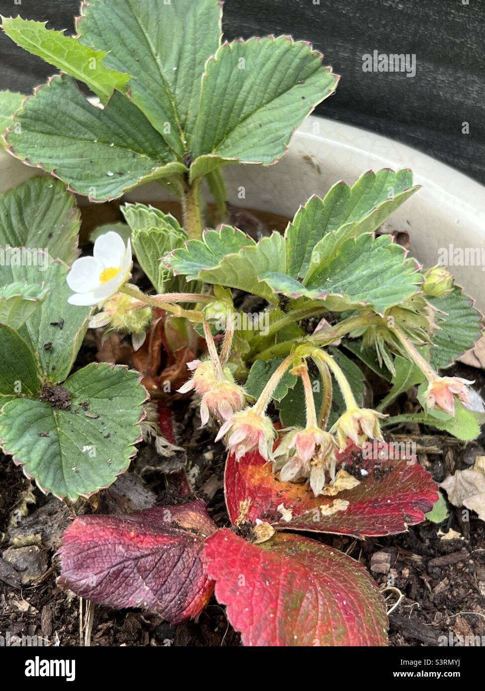 Le fragole crescono in una pentola - Immagine stock catturata con smartphone