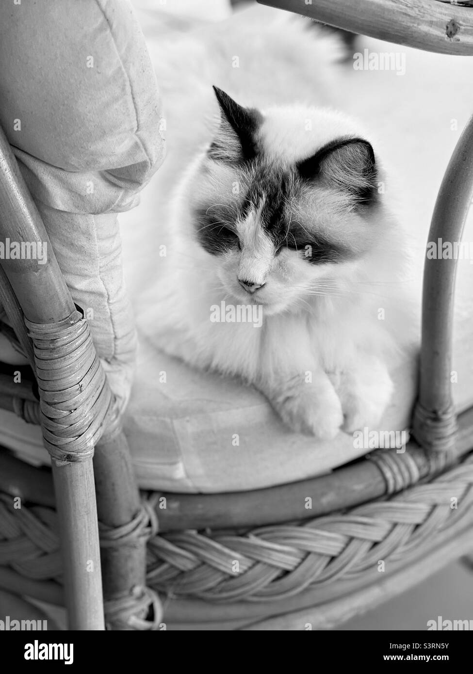 Ragdoll gatto poggiato su poltrona in rattan in cortile Foto Stock