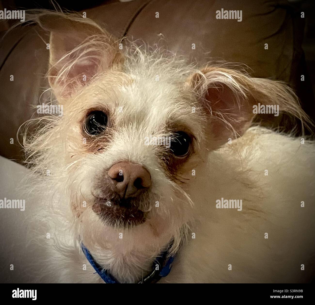 Un ritratto in primo piano di un cane misto più terrier con grandi occhi scuri che fissano nella fotocamera. L'adorabile canino è bianco con marcature abbronzanti e pelliccia impazzita e ruvida e orecchie ugualmente grandi. Foto Stock