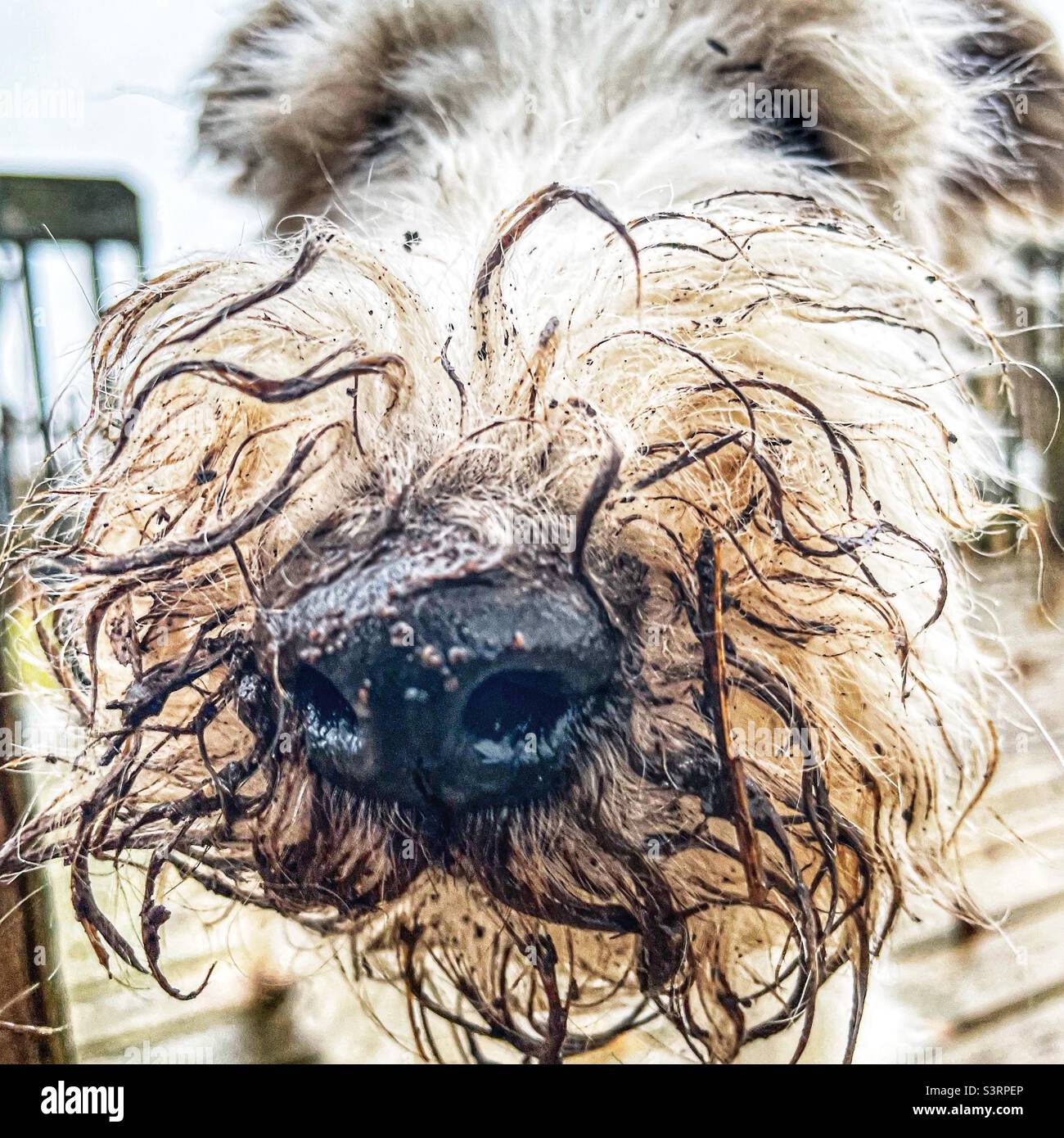 Cane molto sporco con una faccia piena di fango. - Immagine stock catturata con smartphone