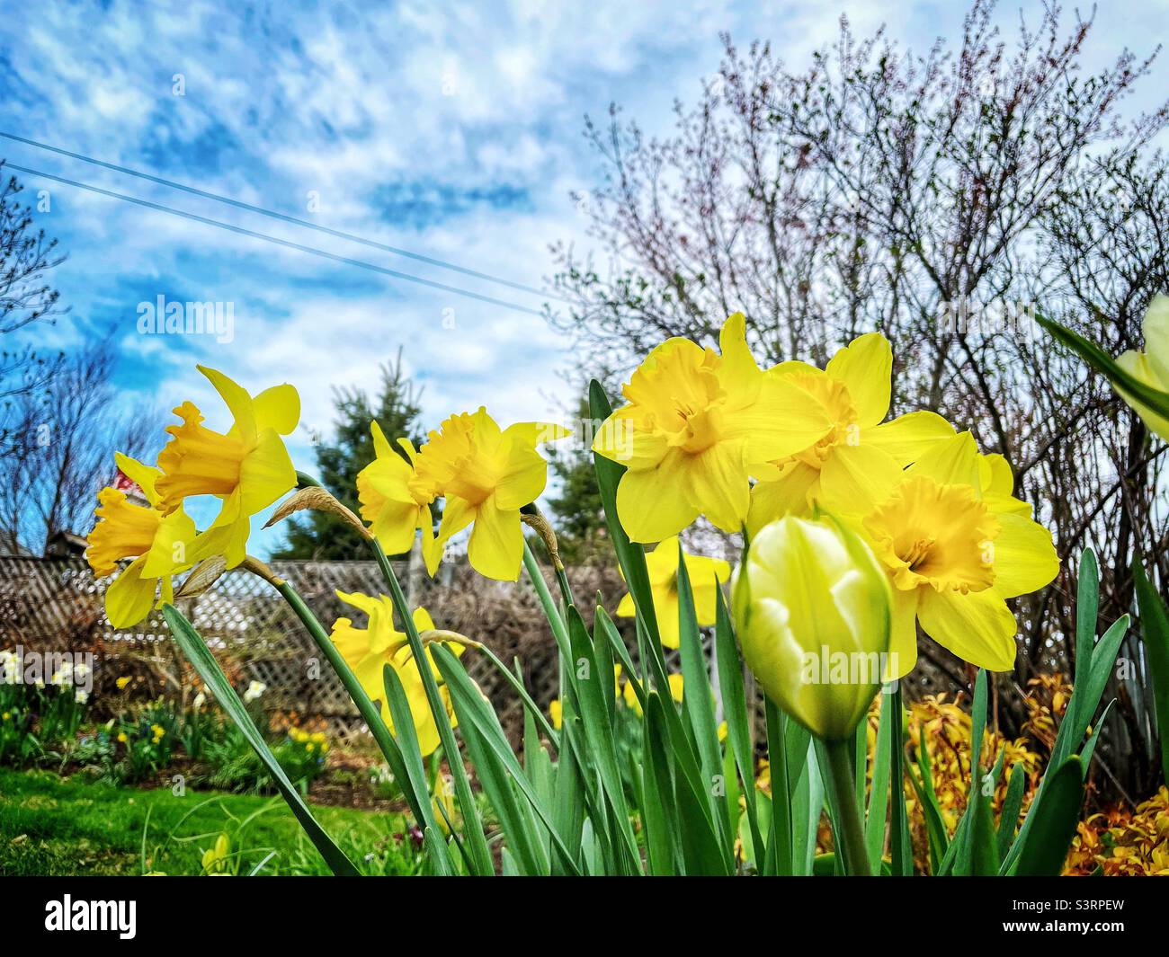 Letto di fiori pieno di naffodils gialli. Foto Stock