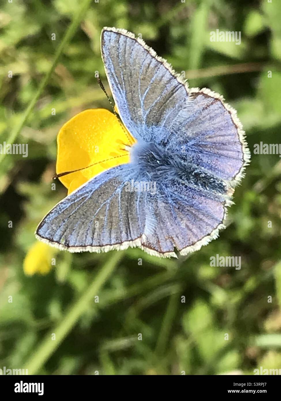 Una rara farfalla, l'Adonis Blue Foto Stock