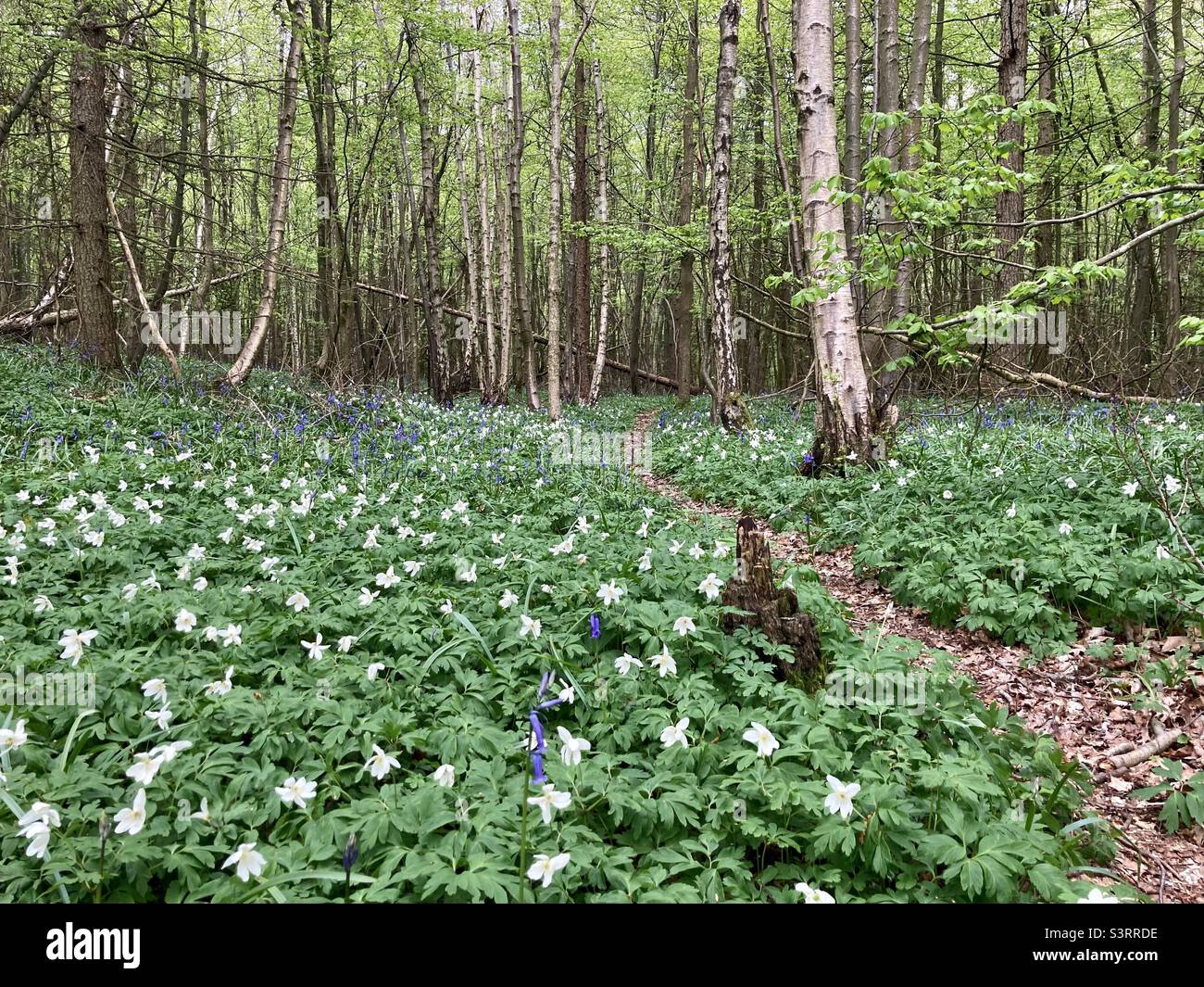 Anemone in legno che copre un pavimento in legno Foto Stock