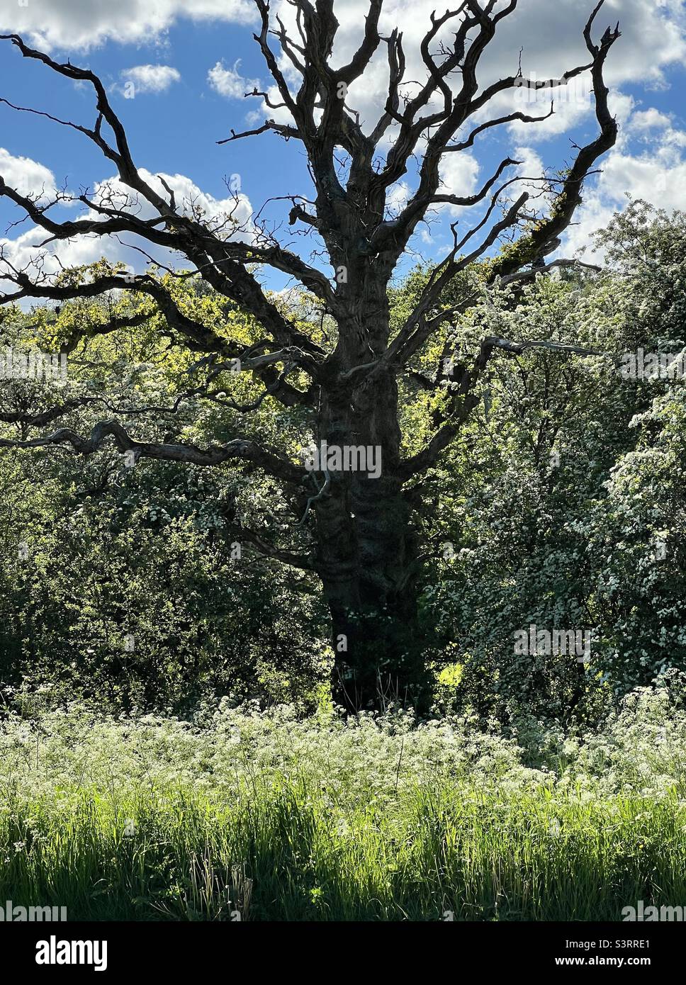 Quercia morta Foto Stock