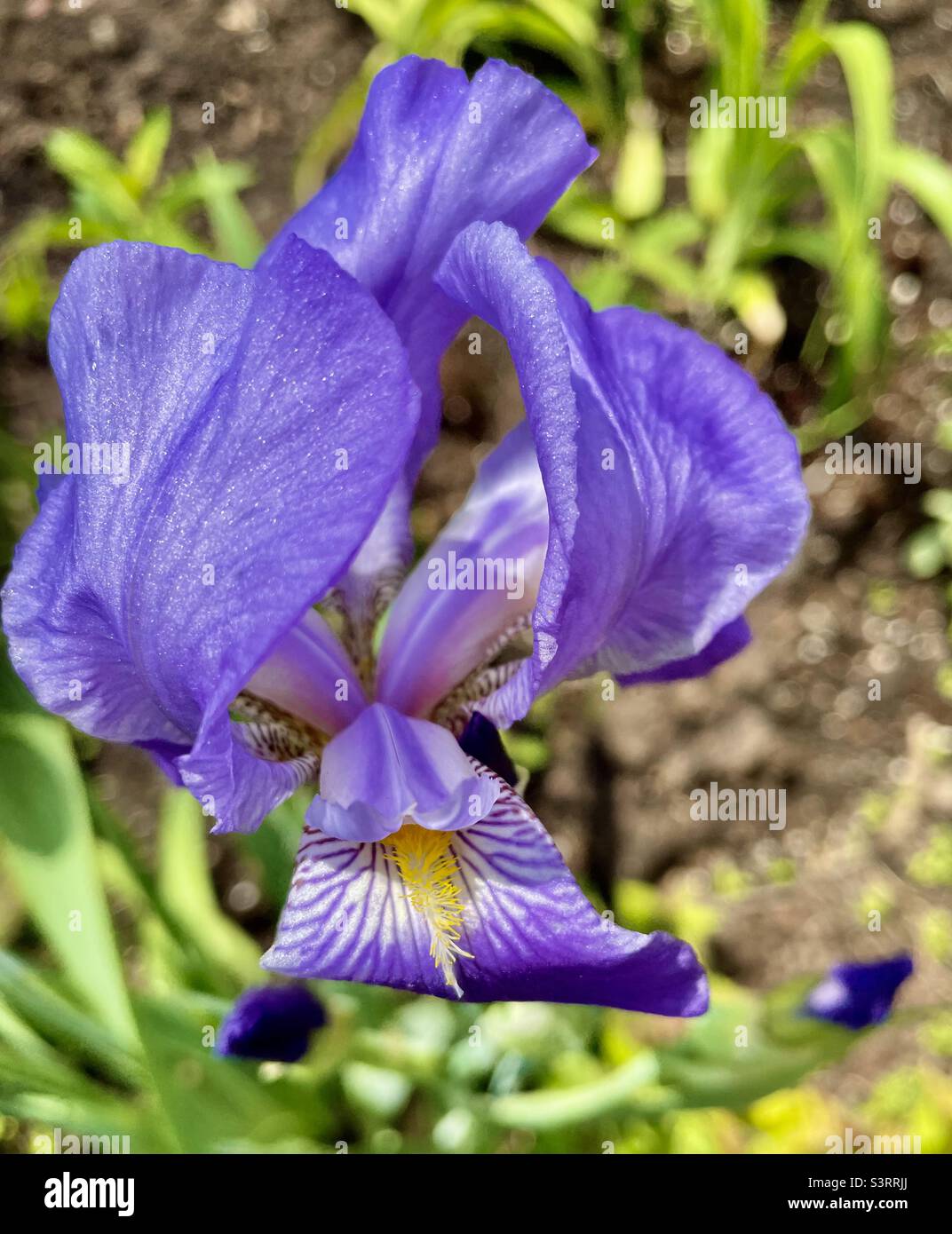 Iris Viola Foto Stock