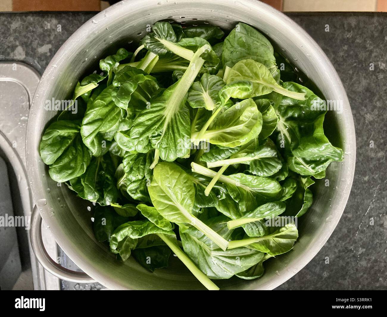 Tatsoi pak Choi coltivato in casa - Immagine stock catturata con smartphone