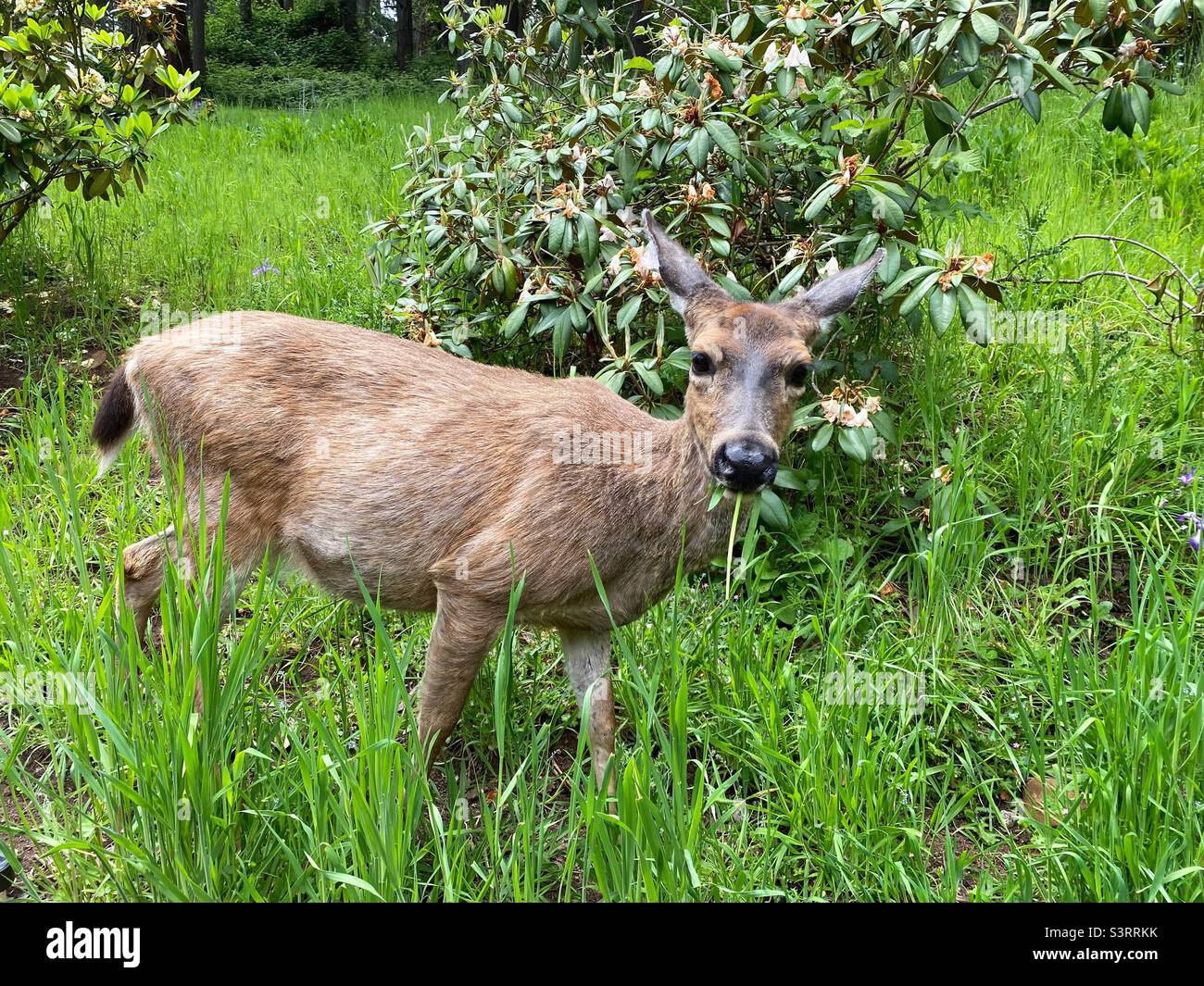 Un cervo incinta che munga sull'erba. Foto Stock