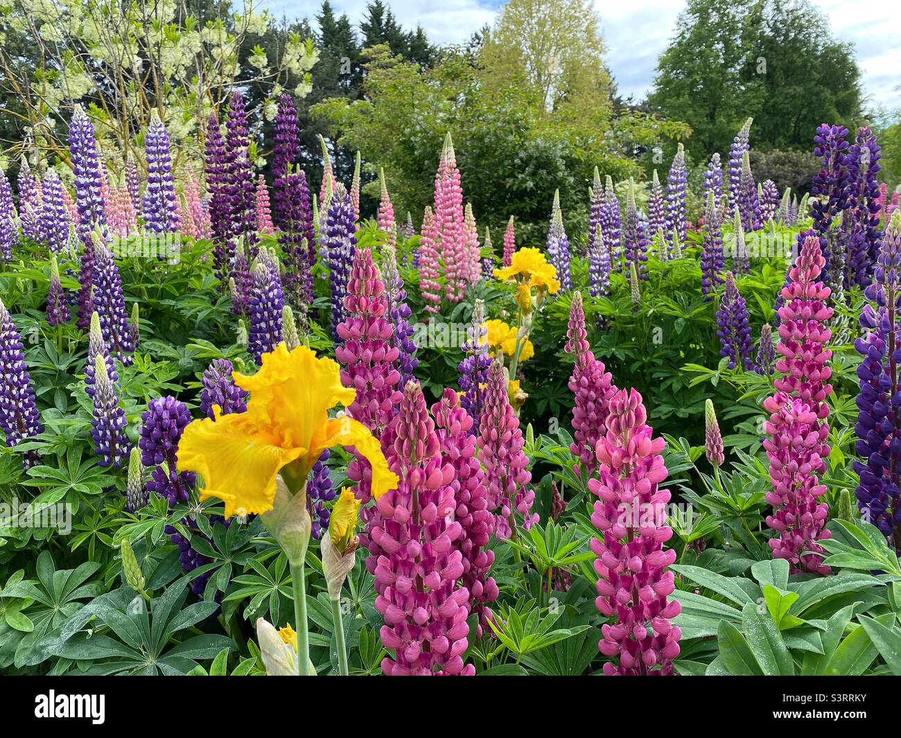 Iris e fiori lupino insieme in un giardino. Foto Stock