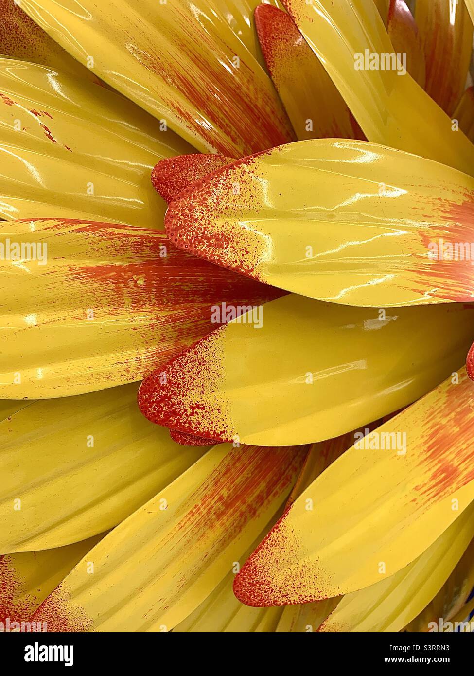 Petali luminosi, lucidi, gialli, a margherita con punte arancioni - Immagine stock catturata con smartphone