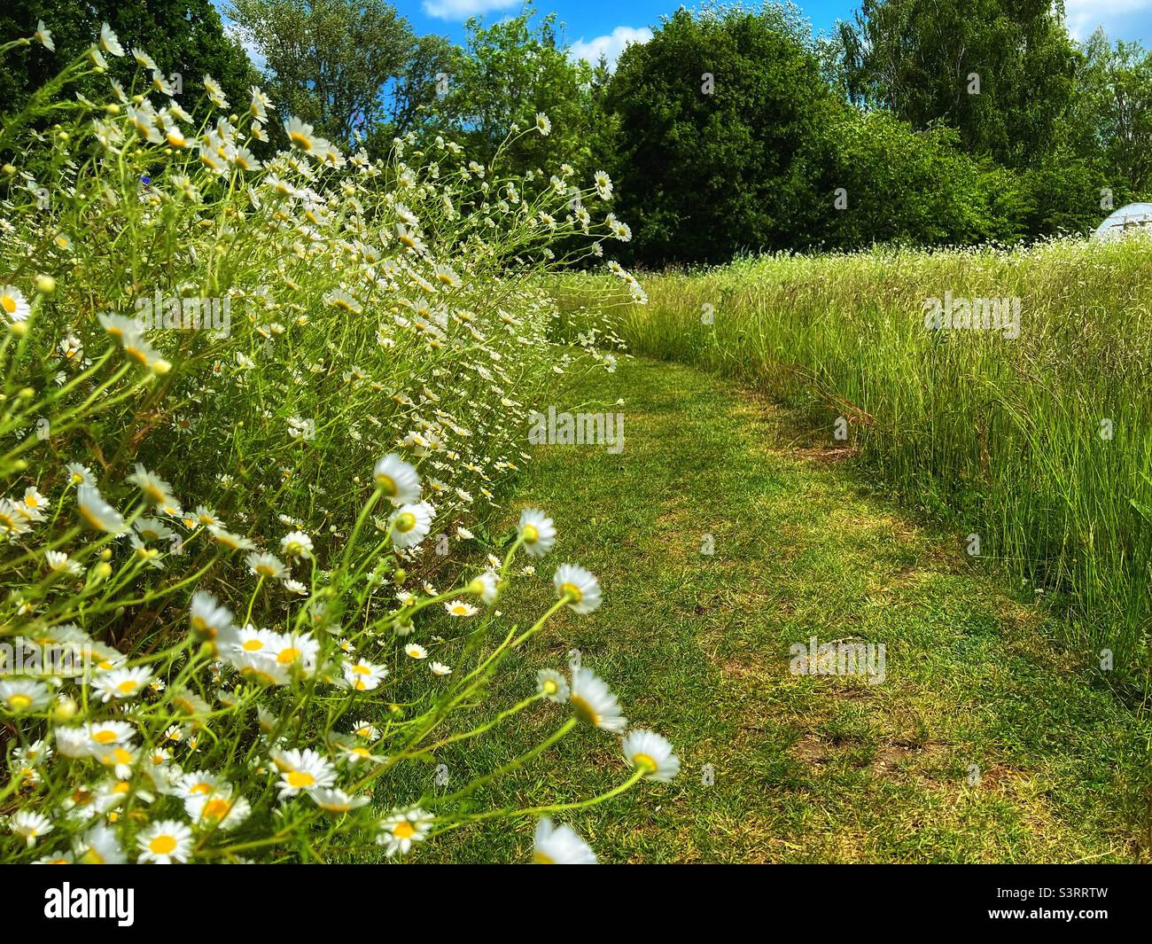 Percorso mown attraverso il giardino di fiori selvatici Foto Stock