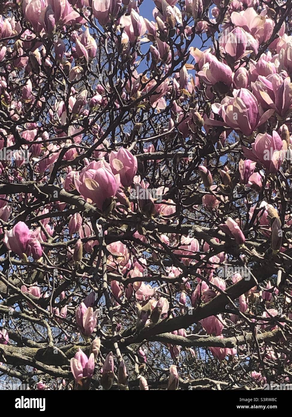Fiori di Magnolia Foto Stock